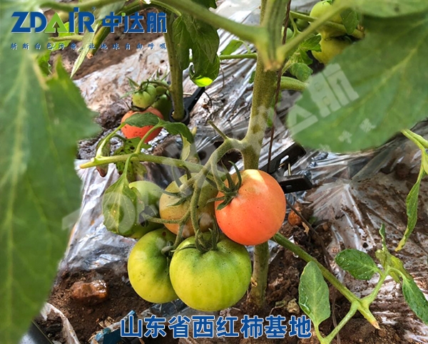 山东省西红柿基地