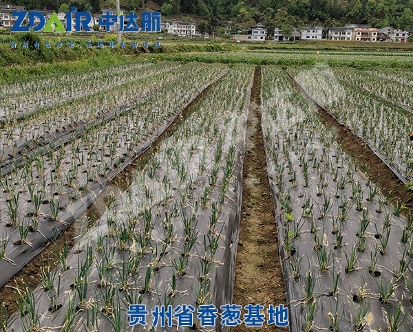 贵州省香葱基地