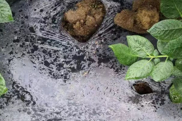宿迁哪里有全降解垃圾袋公司